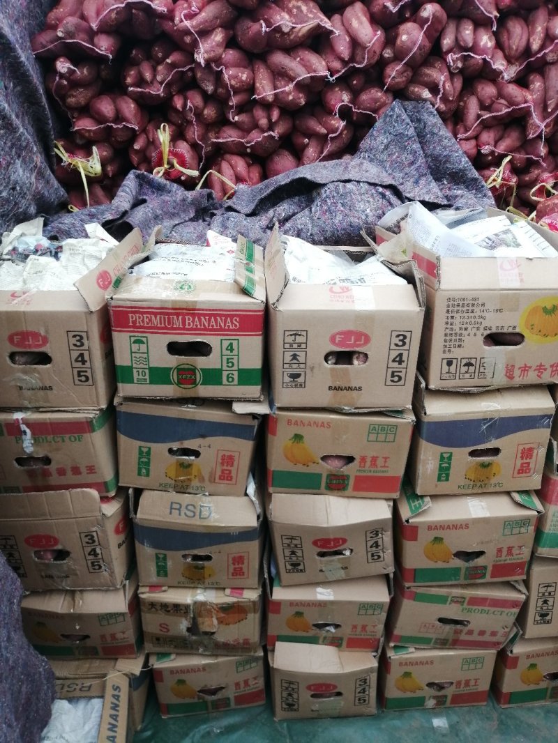 商薯19牛奶红薯打粉加工厂大量供应产地货源基地直供