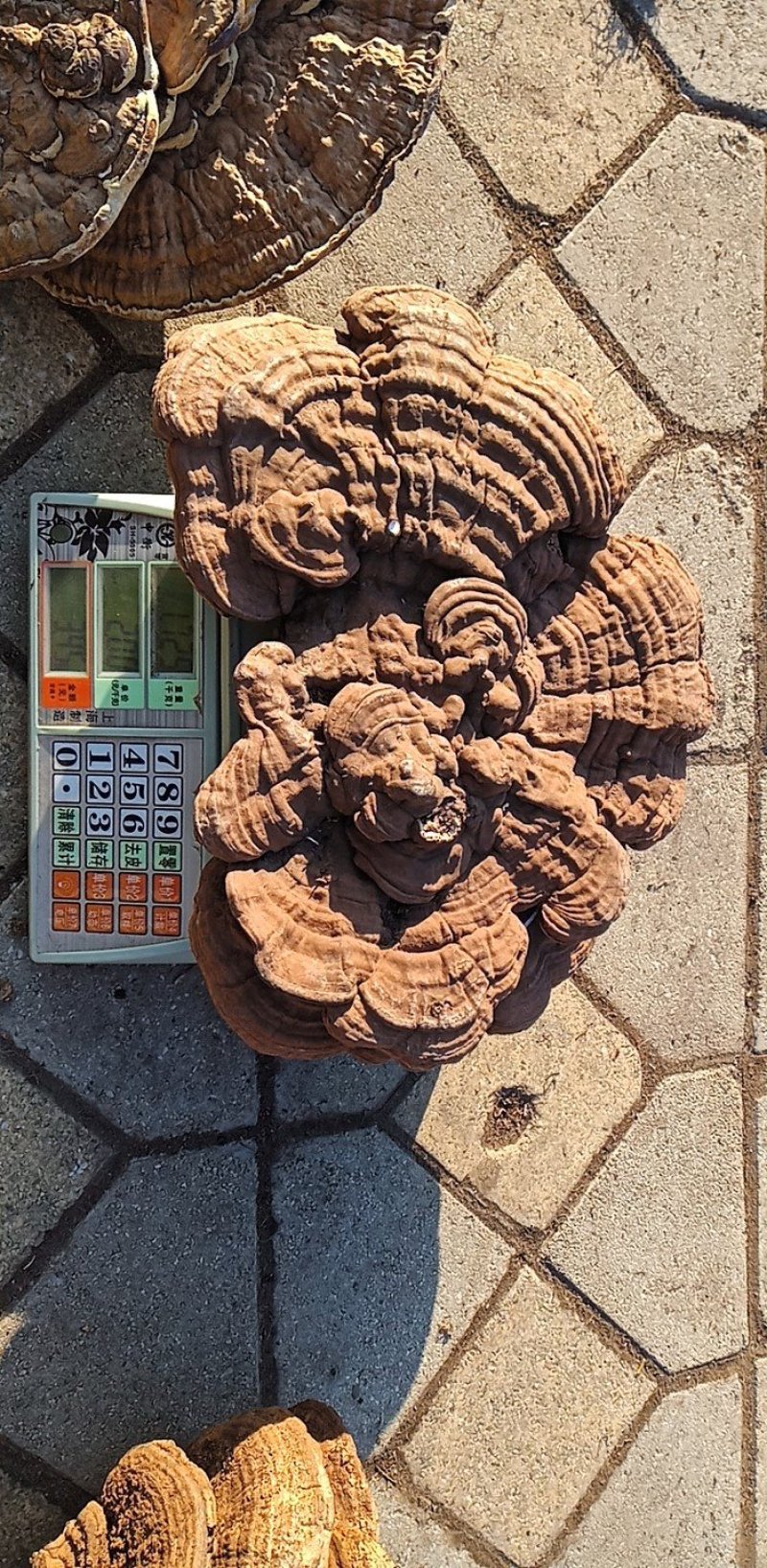 平盖灵芝长白山野生灵芝产地吉林省桦甸市红石林业局