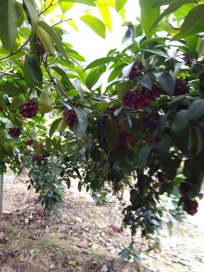 绿洲布福娜黑老虎种苗野生水果苗黑老虎果子