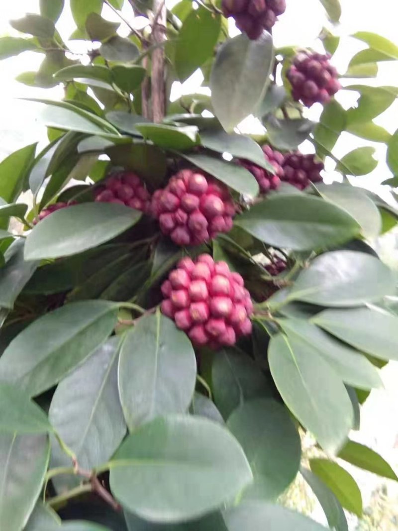 绿洲布福娜黑老虎种苗野生水果苗黑老虎果子