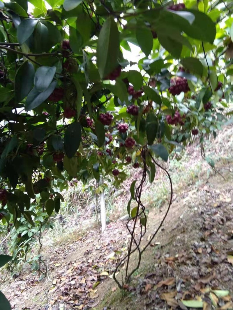 绿洲布福娜黑老虎种苗野生水果苗黑老虎果子