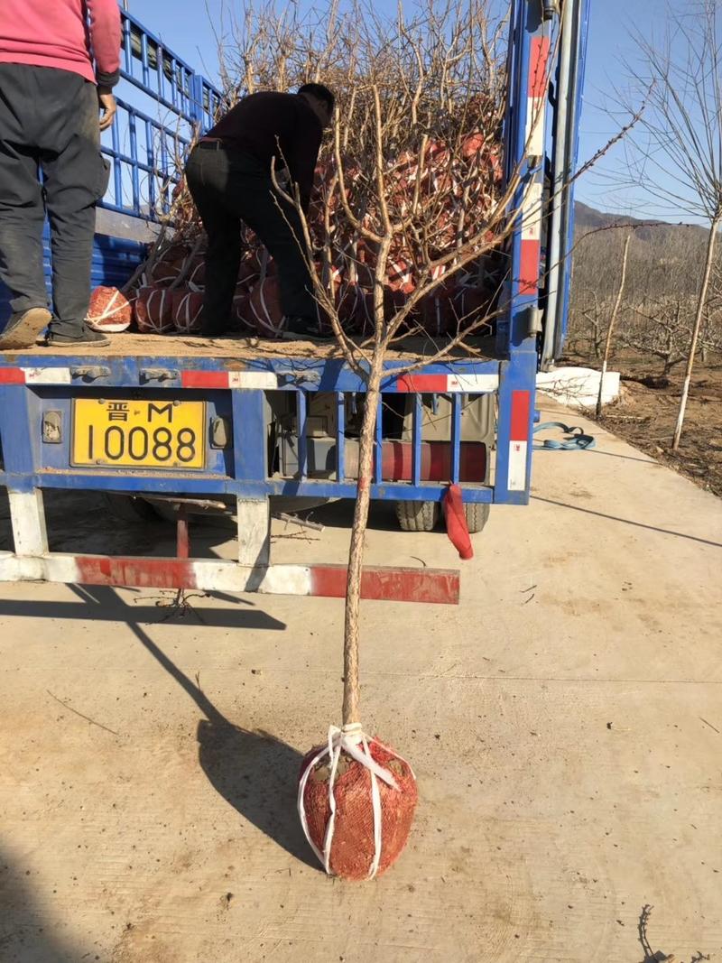 3公分苹果树带土球上车价格基地直供，欢迎来电