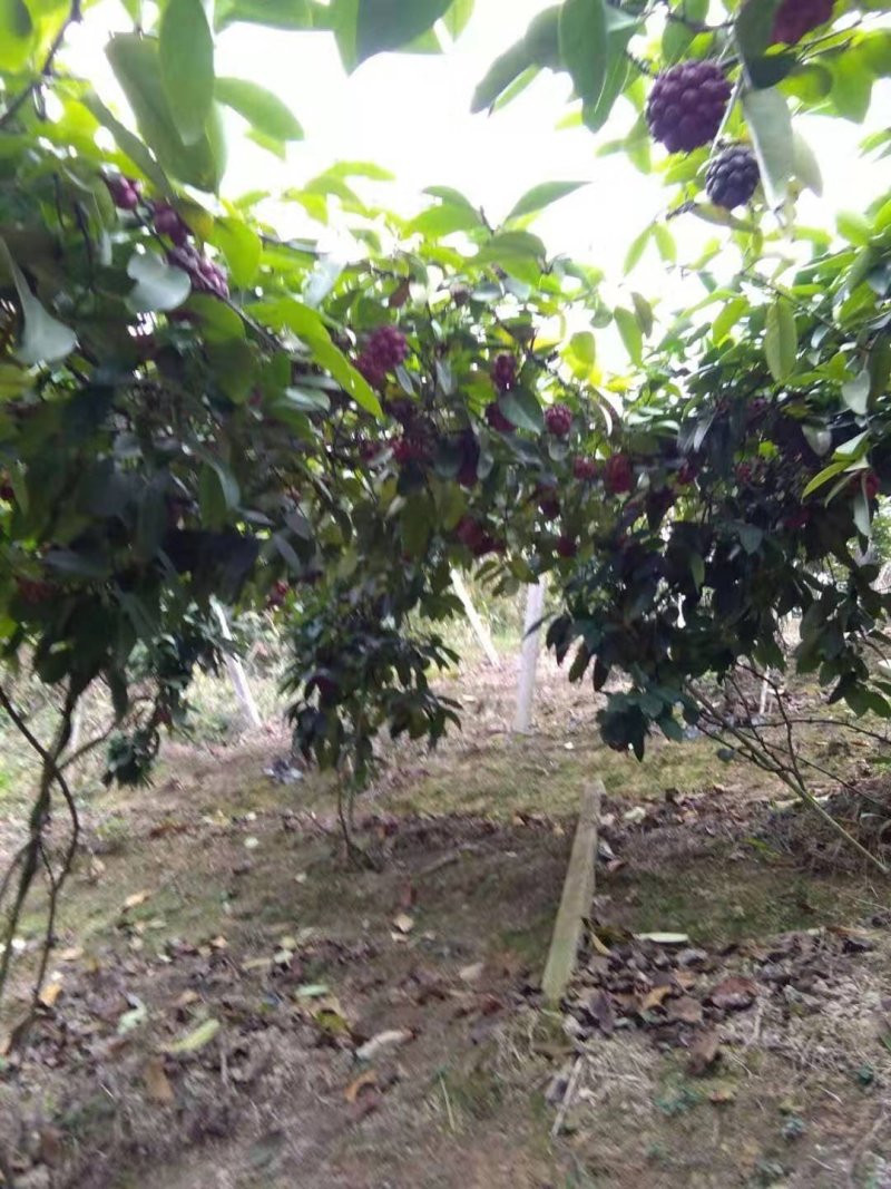 绿洲布福娜黑老虎种苗野生水果苗黑老虎果子