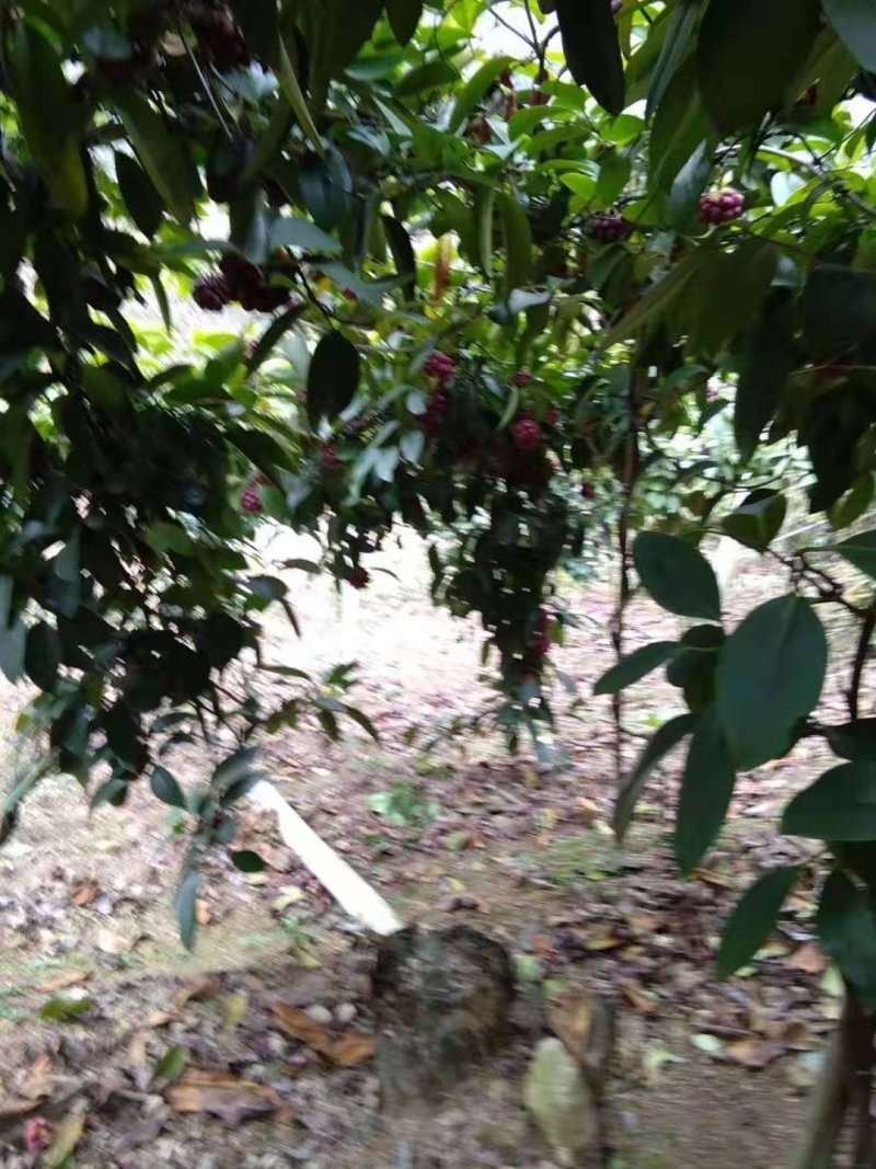 绿洲布福娜黑老虎种苗野生水果苗黑老虎果子