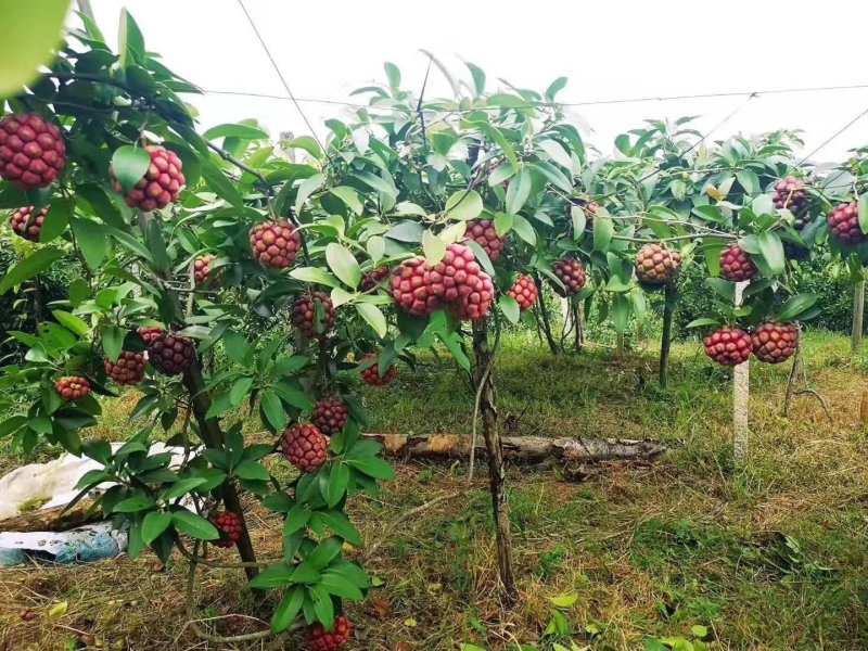 绿洲布福娜黑老虎种苗野生水果苗黑老虎果子
