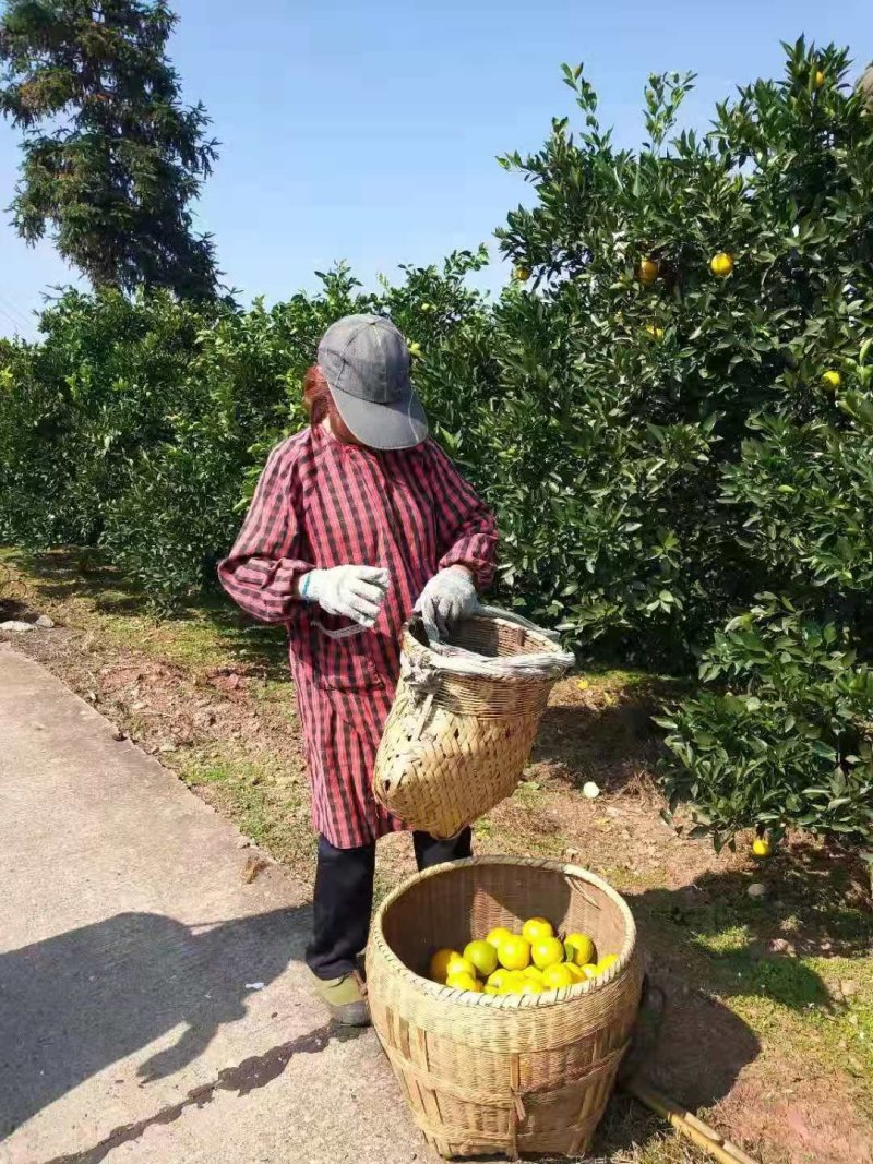 《黔阳冰糖橙》你的选择，甜味足化渣快甜入你心。