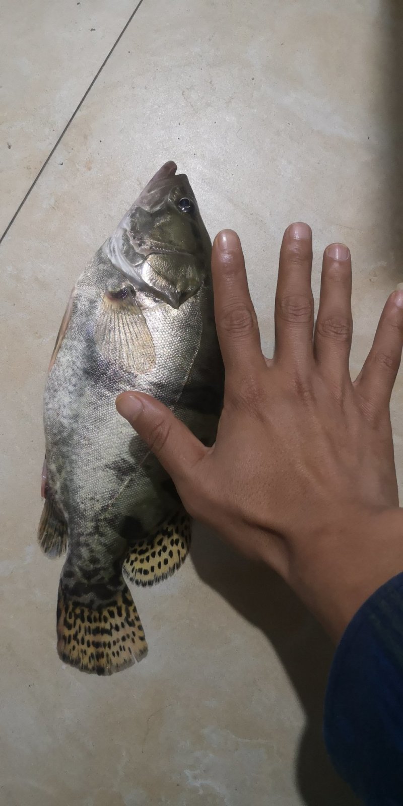 生态鳜鱼7两到1斤3两