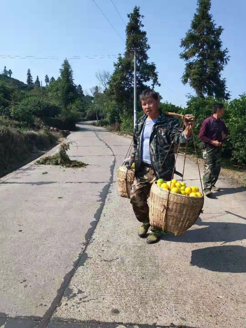 《黔阳冰糖橙》你的选择，甜味足化渣快甜入你心。
