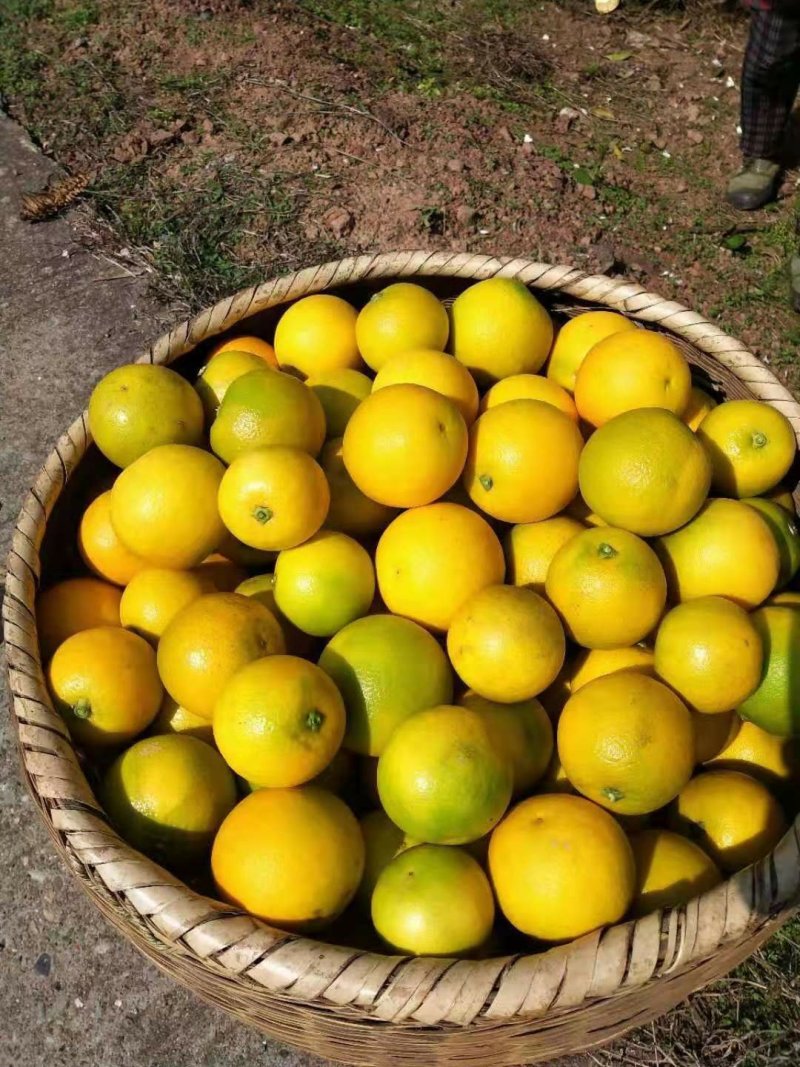 《黔阳冰糖橙》你的选择，甜味足化渣快甜入你心。