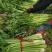 芹菜【河南开封通许万亩基地直供高质量高标准】
