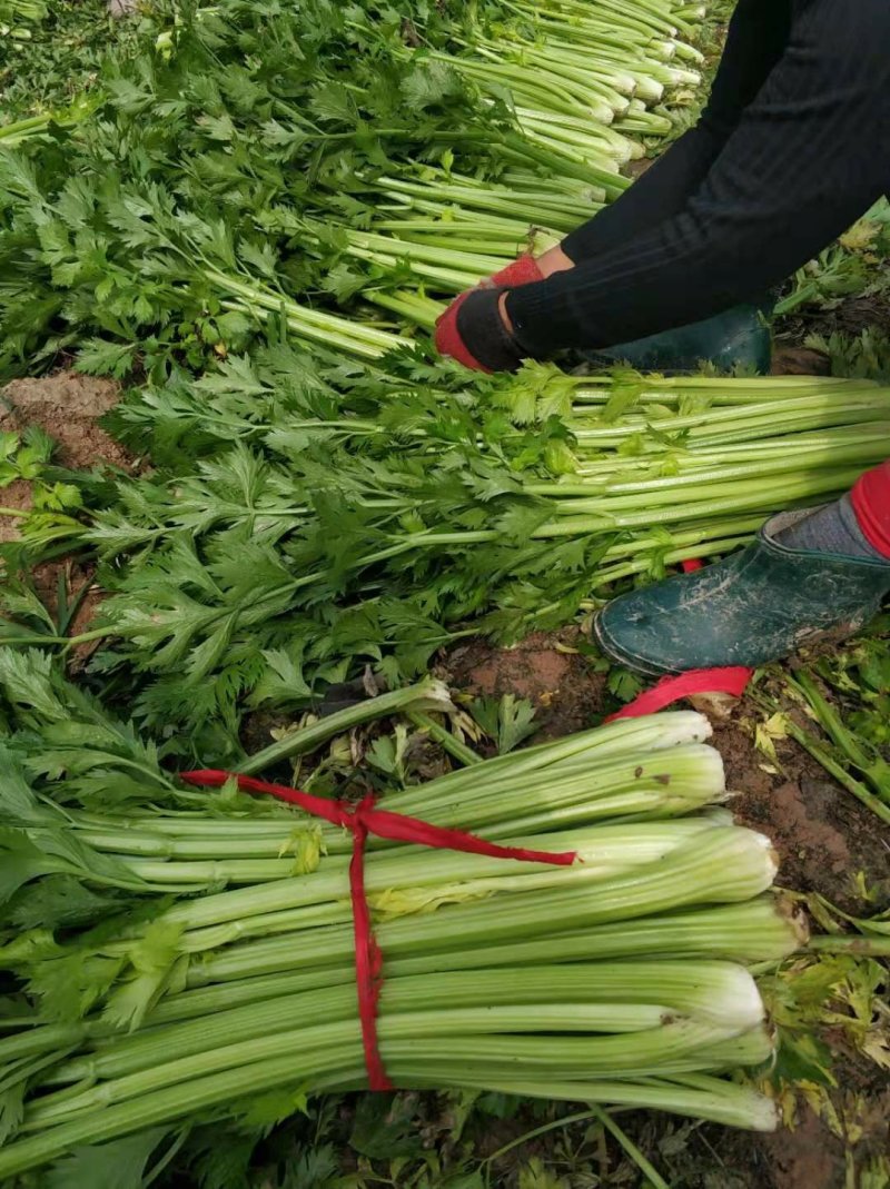 芹菜【河南开封通许万亩基地直供高质量高标准】