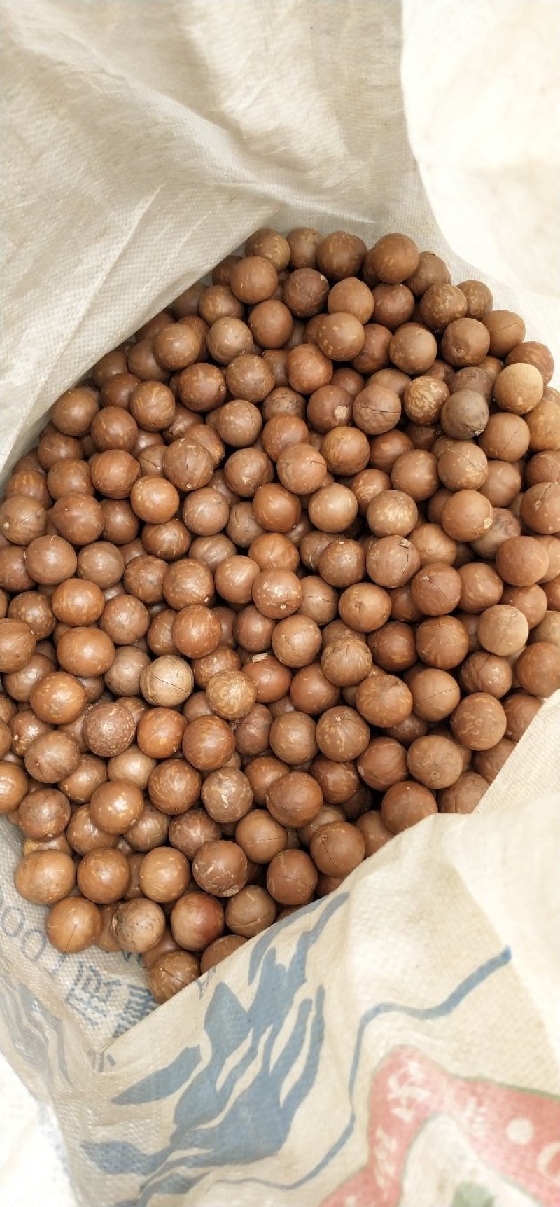 夏威夷果原果没开口量大价优