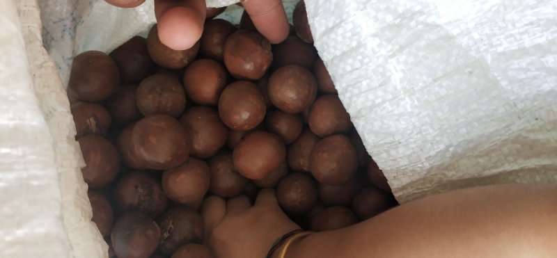 夏威夷果原果没开口量大价优