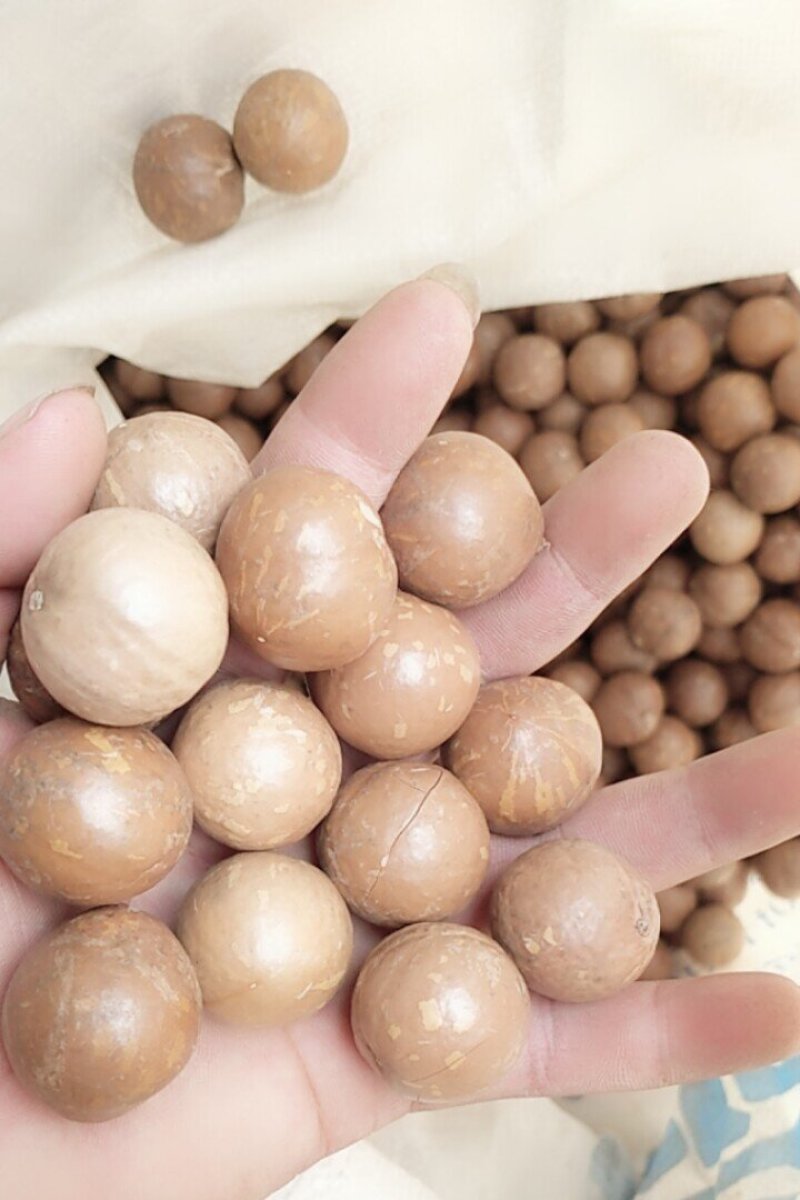 夏威夷果原果没开口量大价优