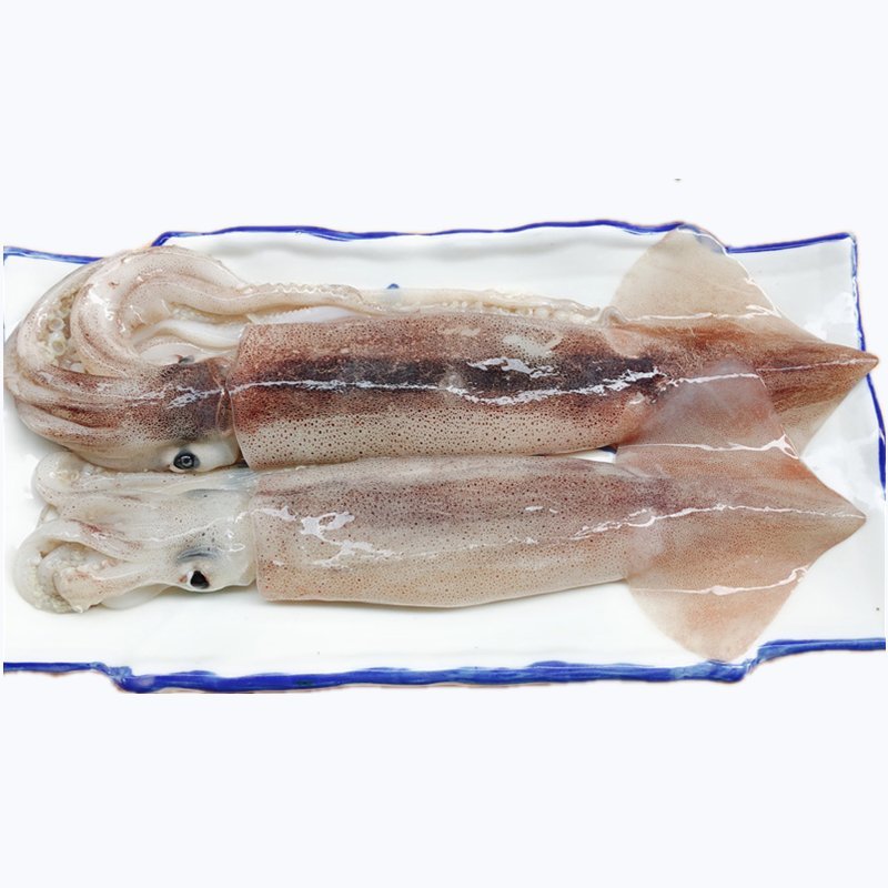 新鲜单冻大鱿鱼海捕整只冰鲜冷冻海鲜鱿鱼烧烤食材鱿鱼