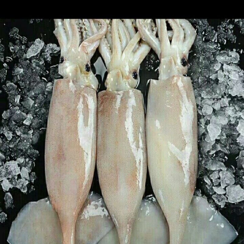 新鲜单冻大鱿鱼海捕整只冰鲜冷冻海鲜鱿鱼烧烤食材鱿鱼
