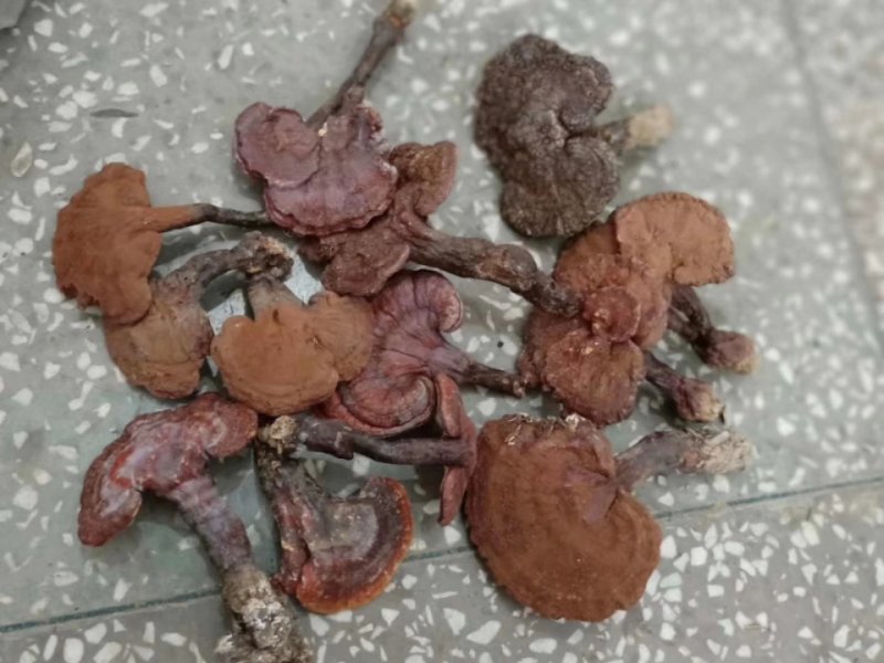 湖北灵芝切片包邮