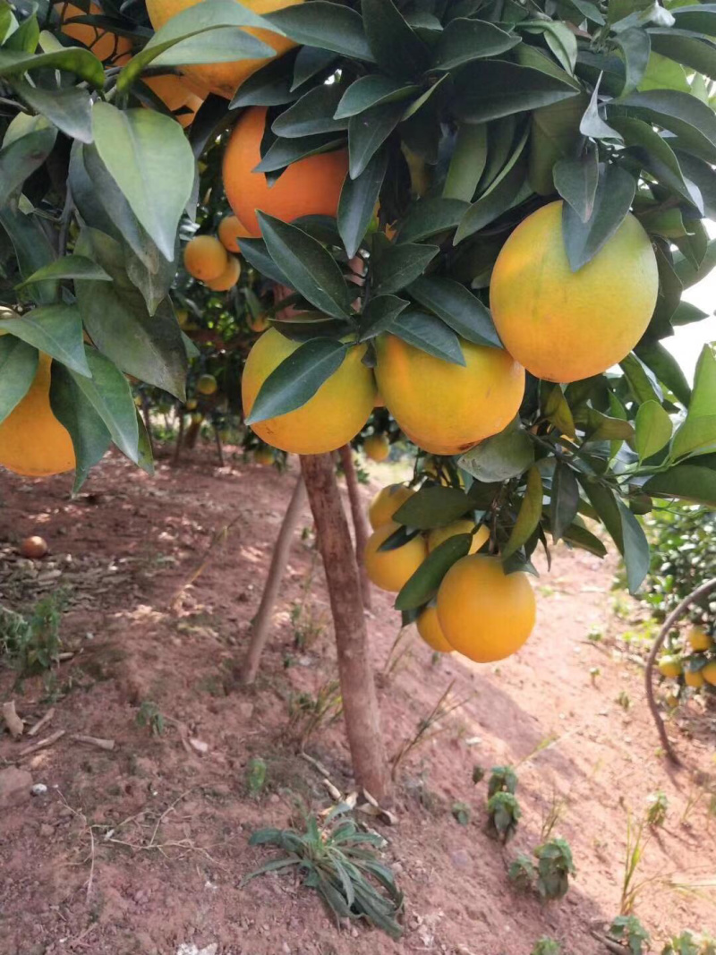 赣南脐橙产地现摘现发