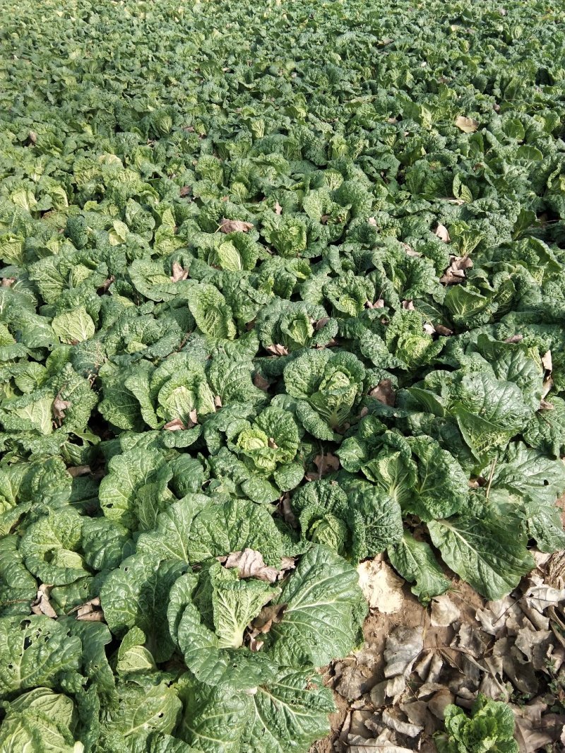 【推荐】娃娃菜诚信报价万亩基地直供全国发货