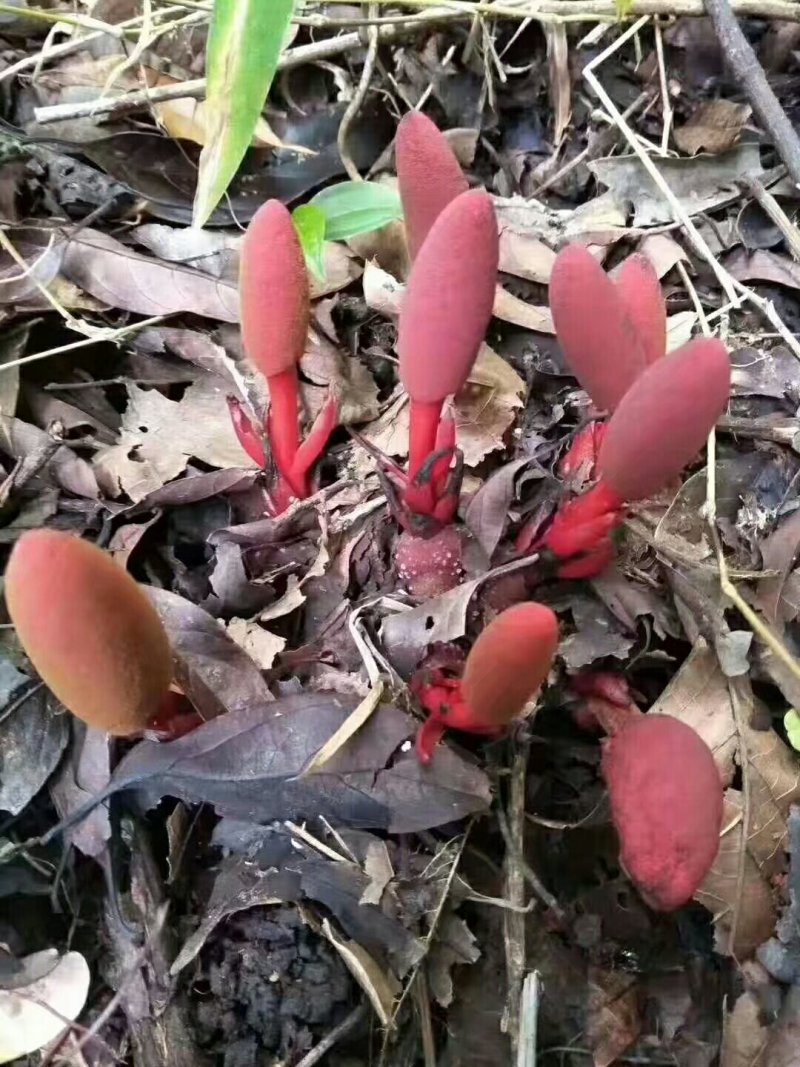 回春草/野生回春草/