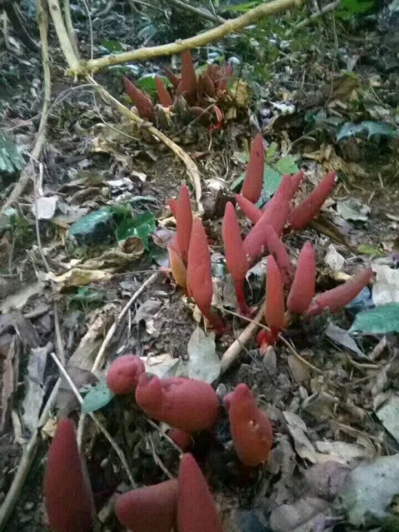 回春草/野生回春草/