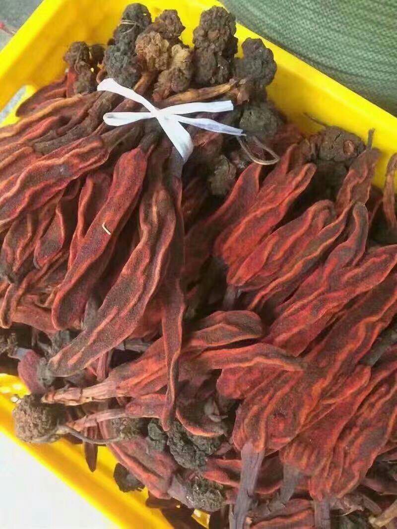 回春草/野生回春草/