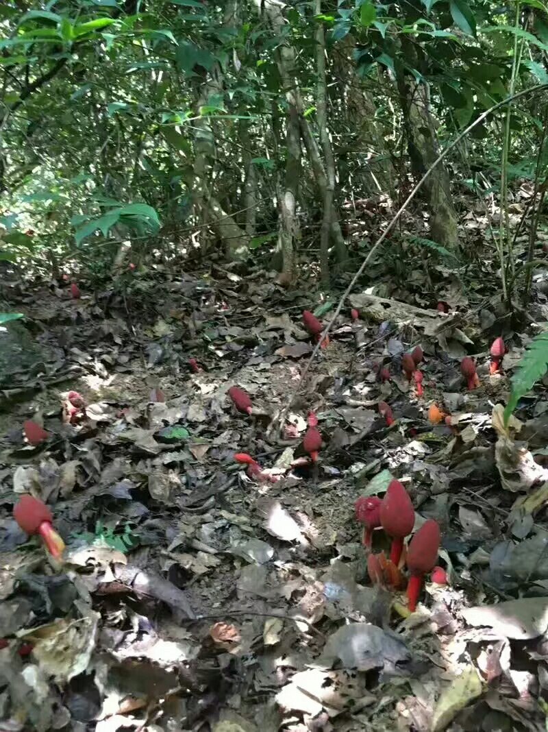 回春草/野生回春草/