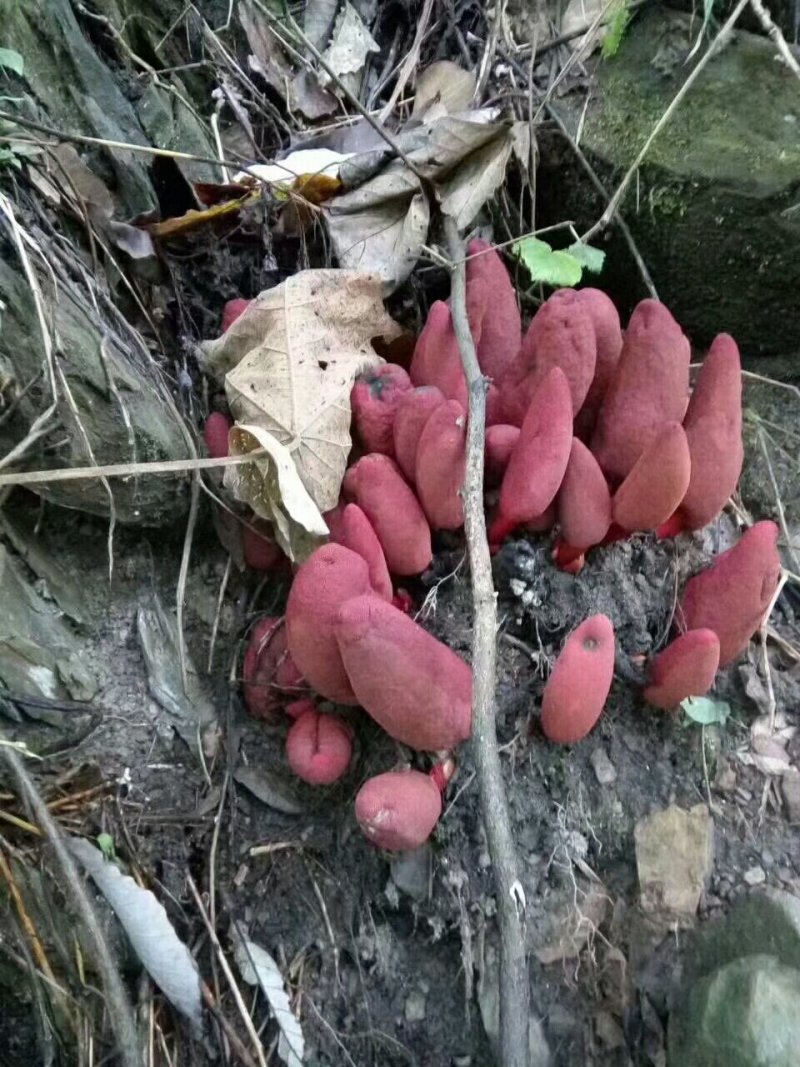 回春草/野生回春草/