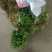 【荐】精品香菜大叶，小叶香菜基地全国各地发货菜