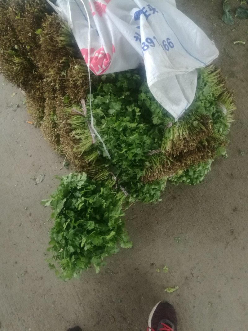 【荐】精品香菜大叶，小叶香菜基地全国各地发货菜
