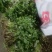 【荐】精品香菜大叶，小叶香菜基地全国各地发货菜