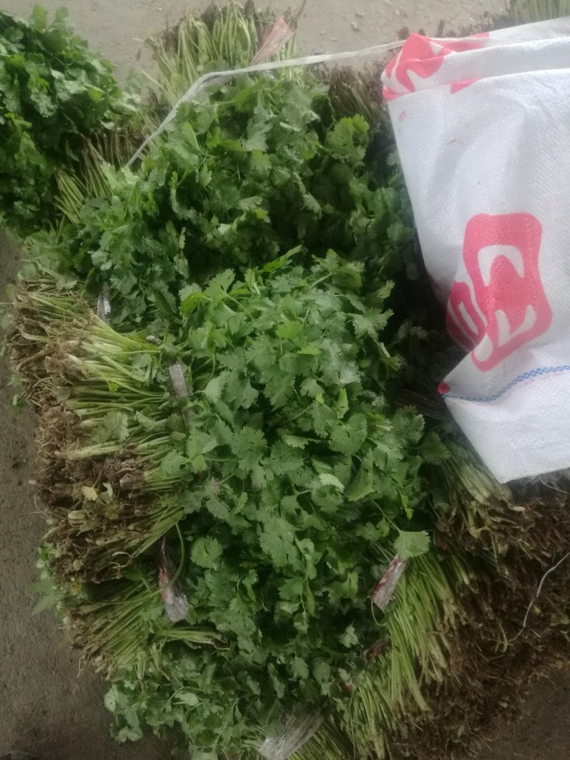 【荐】精品香菜大叶，小叶香菜基地全国各地发货菜