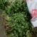 【荐】精品香菜大叶，小叶香菜基地全国各地发货菜