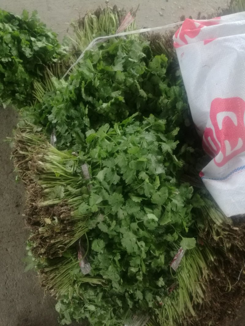 【荐】精品香菜大叶，小叶香菜基地全国各地发货菜