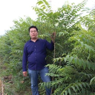 香椿苗快递精包装免费基地技术指导大小规格齐全