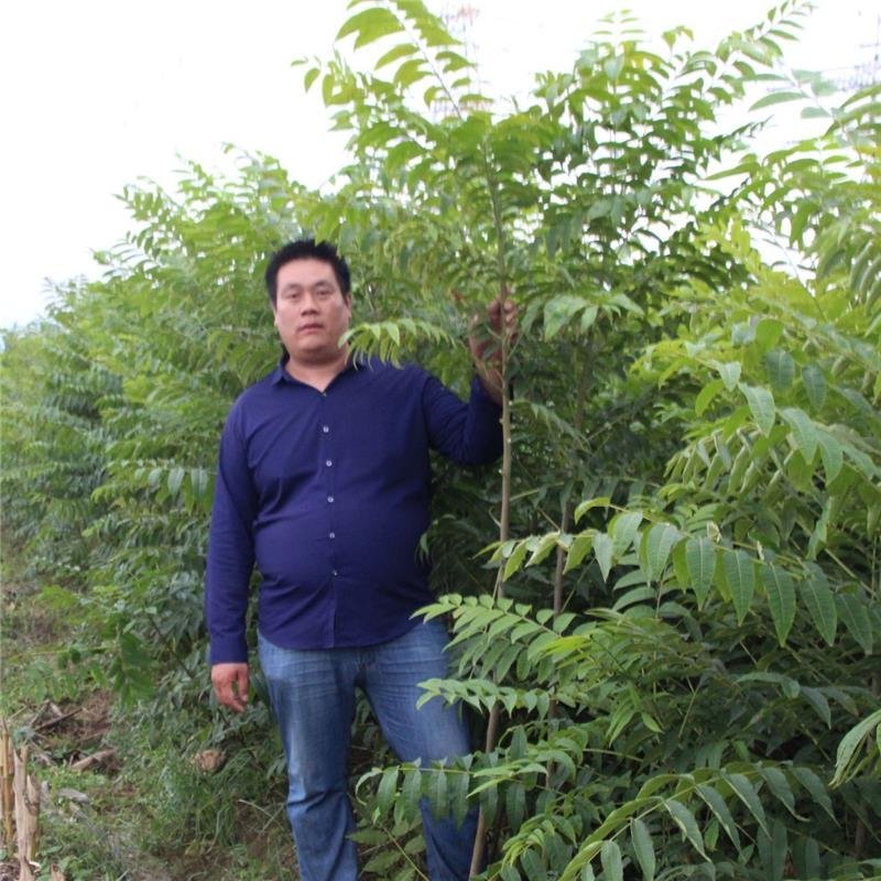 香椿苗快递精包装免费基地技术指导大小规格齐全