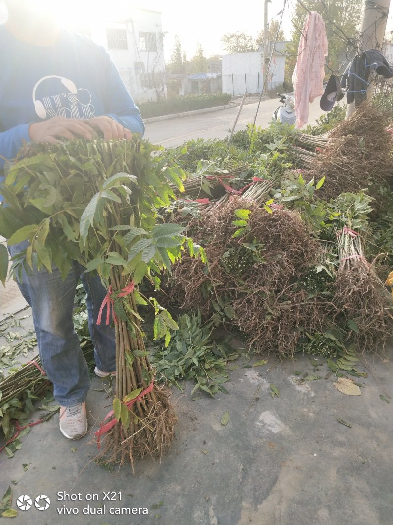 香椿苗快递精包装免费基地技术指导大小规格齐全