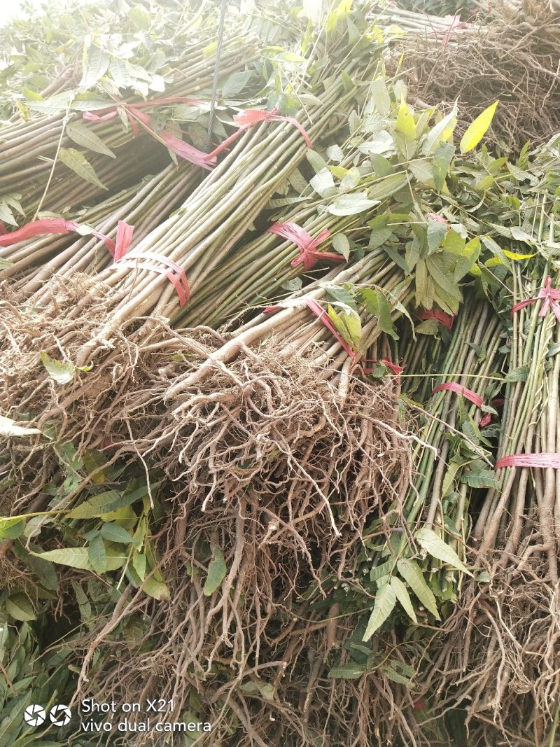 香椿苗快递精包装免费基地技术指导大小规格齐全
