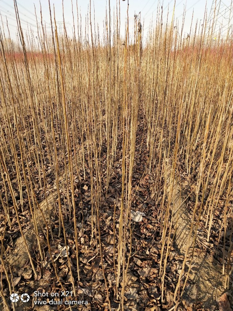 香椿苗快递精包装免费基地技术指导大小规格齐全