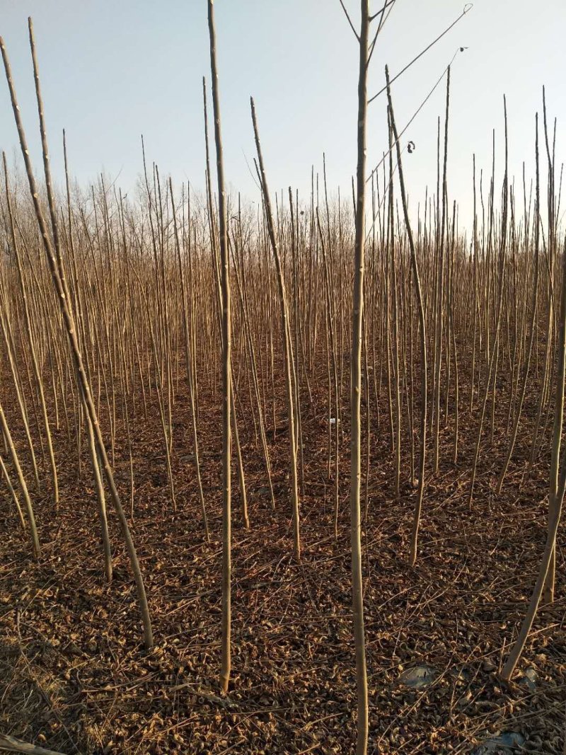 香椿苗快递精包装免费基地技术指导大小规格齐全