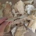 野生白耙齿菌