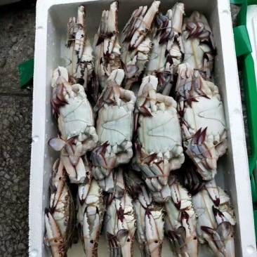 扎蟹