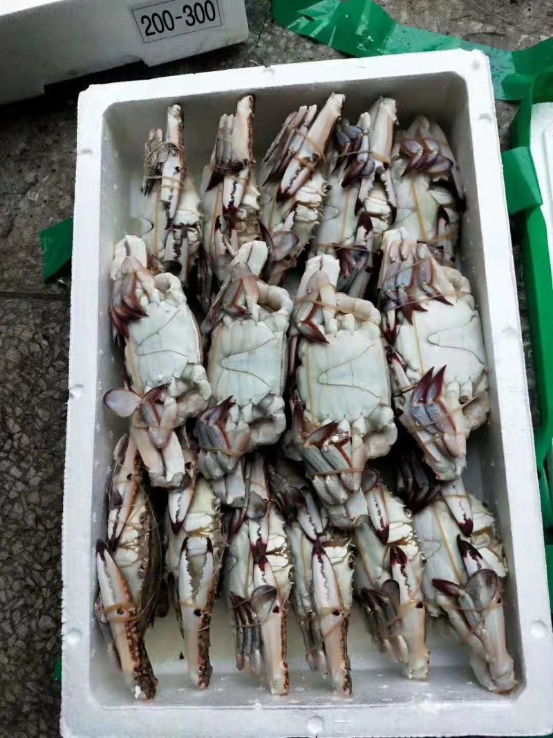 扎蟹