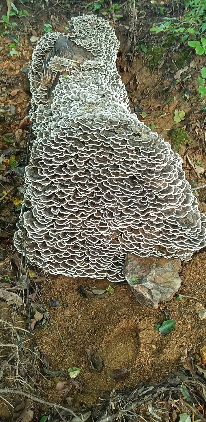 长白山野生云芝云灵芝产地吉林省桦甸市红石林业局