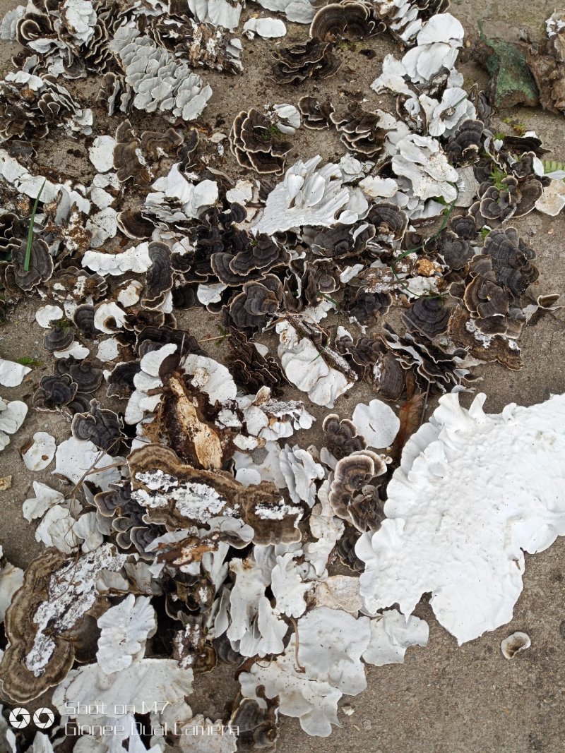 长白山野生云芝云灵芝产地吉林省桦甸市红石林业局