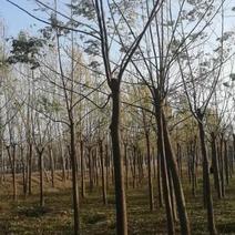 出售乡土树种苦楝树5一30公分绿化苗木绿化工程