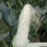 万糯188玉米京甜糯