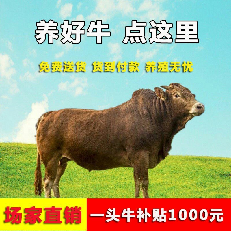 杂交黄牛品种优良品种保证包技术包运输