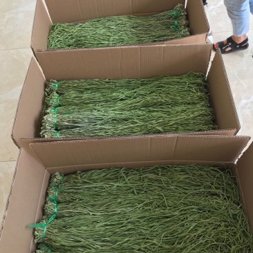 云南大理贡菜强二级漂亮