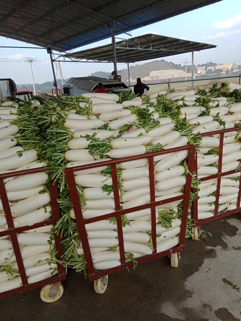 重庆潼南白萝卜，基地直供，保质保量